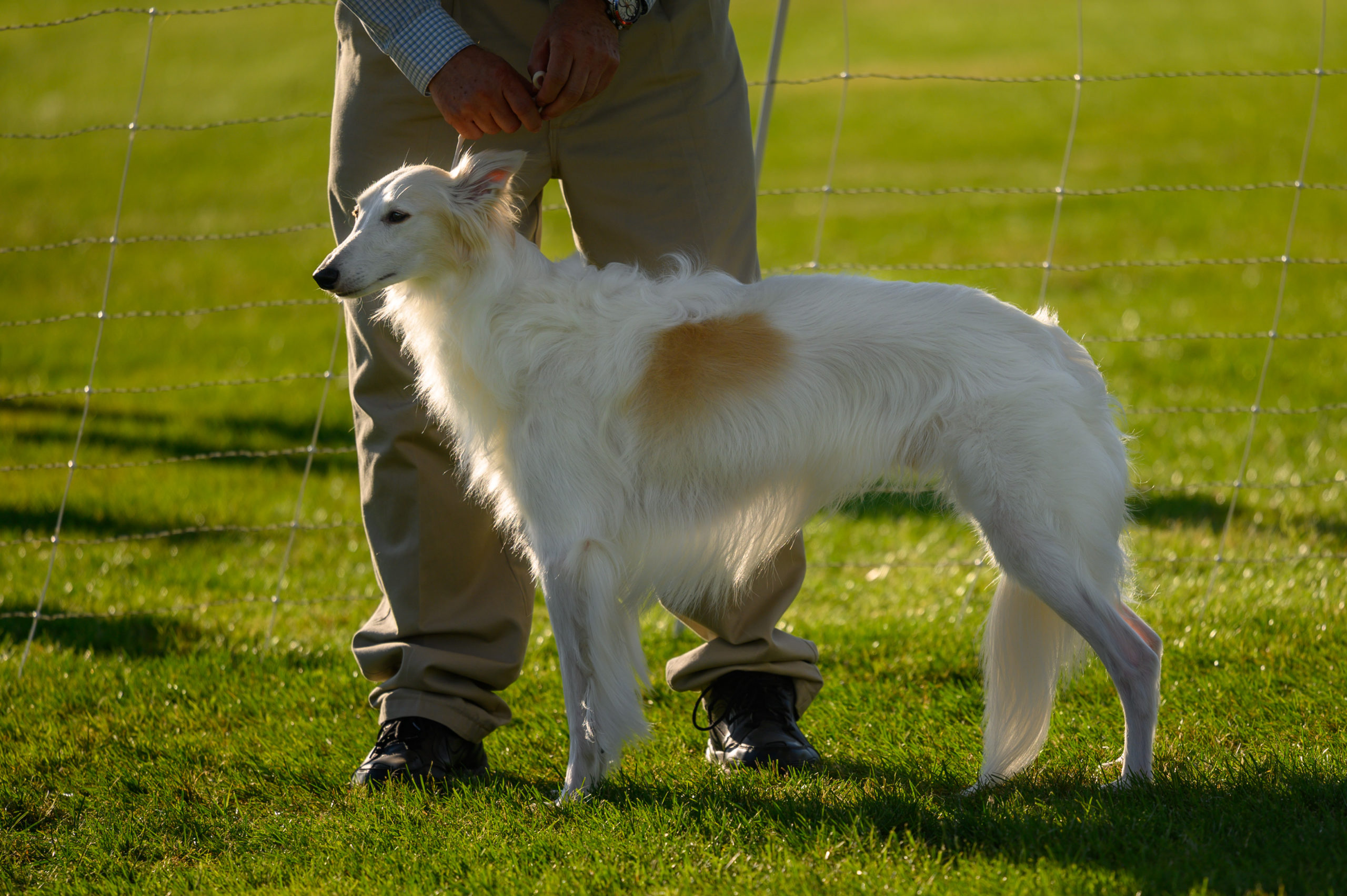 how do silken windhound hunt