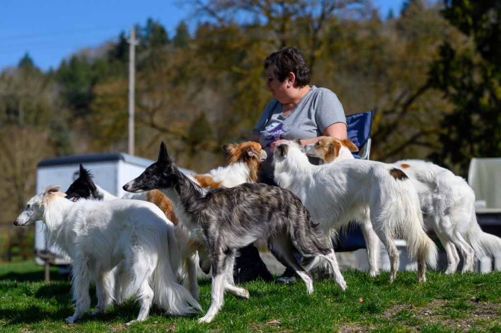 is silken windhound recognized by american kennel club