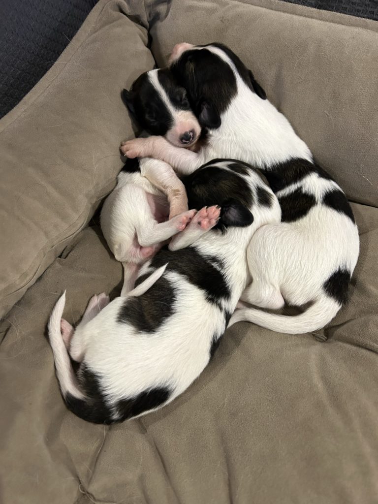 Opal Had Her Puppies!